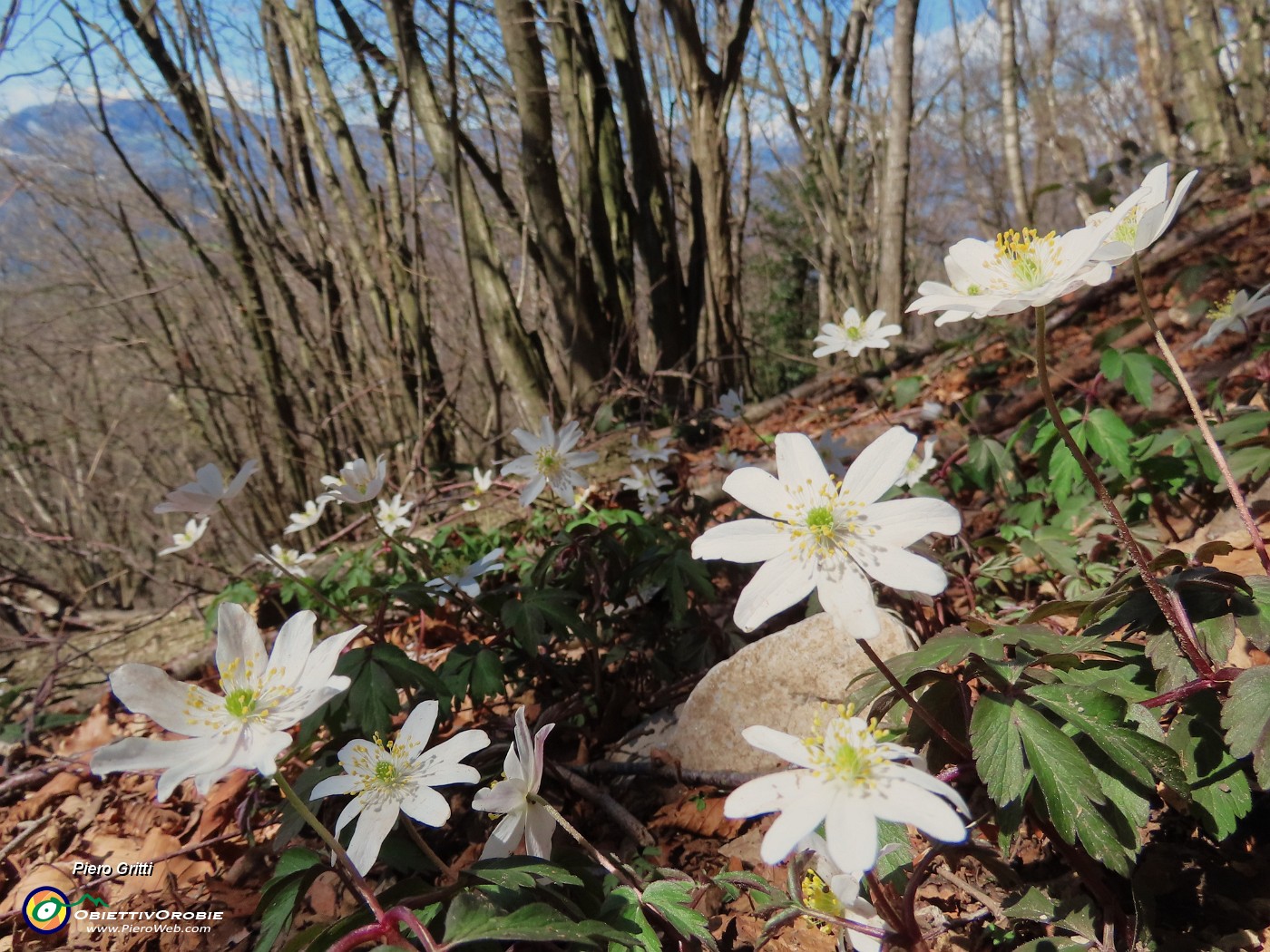 55 Anemoides nemorosa (Anemone dei boschi).JPG